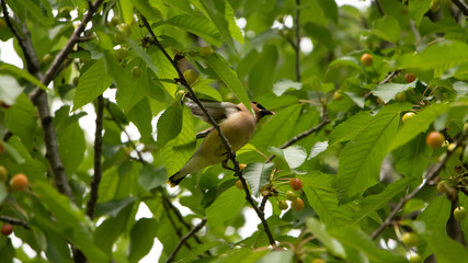 Cedar Waxwing Taking Flight 