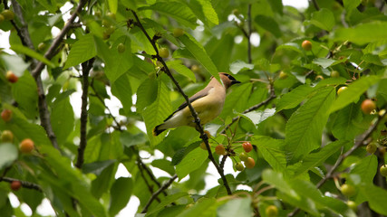 Cedar Waxwing Sitting in a Cherry Tree