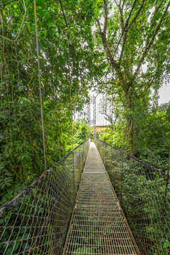 Looking to the end of the long rope bridge over the jungle canopy © Terri