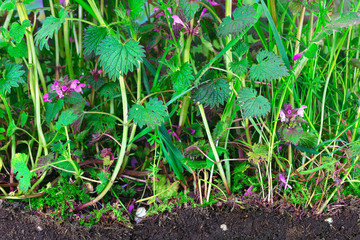 Jungle of stinging and dead nettles with topsoil 