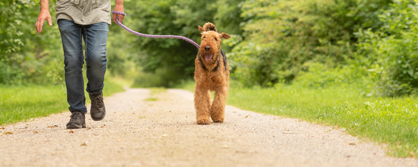 Airedale Terrier. Dog handler is walking with his odedient dog on the road in a forest.