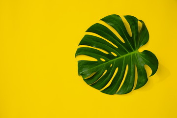 Close Up Top View Texture of Real Philodendron Split Green Leaf Monstera deliciosa Foliage . Tropical Rainforest Plant on Minimal Pastel Colour Background with Space for Text , Horizontal Flat Lay .