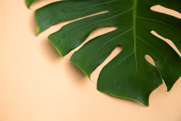 Close Up Top View Texture of Real Philodendron Split Green Leaf Monstera deliciosa Foliage ....
