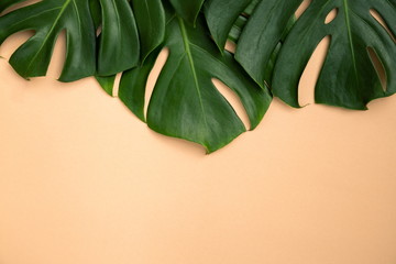 Fototapeta na wymiar Close Up Top View Frame of Philodendron Split Green Leaf Monstera deliciosa Foliage . Tropical Rainforest Plant on Minimal Pastel Nude Colour Background , Horizontal Flat Lay with copy space for text
