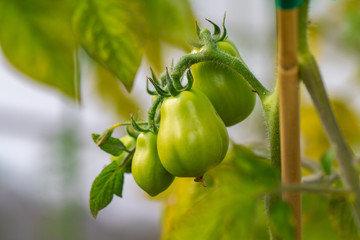 Tomatoes growing in a garden