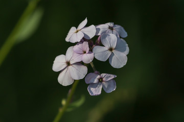 phlox flowers
