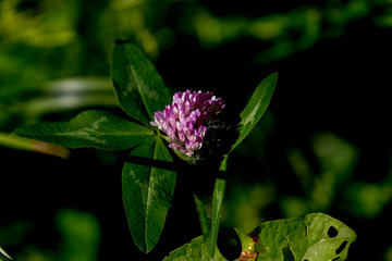 purple flower with green back ground
