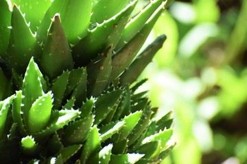 Beautiful aloe vera in the garden