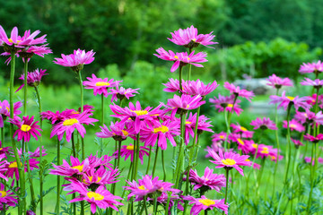 Decorative daisies on green background