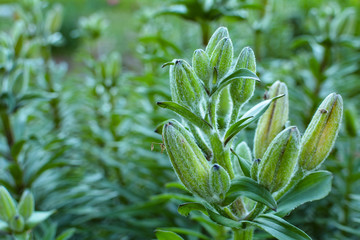 Young lily buds on green background