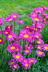 Fototapeta premium Colorful daisies on green background