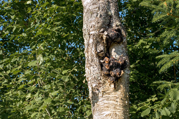 Chaga mushroom also known as Inonotus obliquus growing out of an birch tree trunk. Chaga is used for natural herbal remedy.