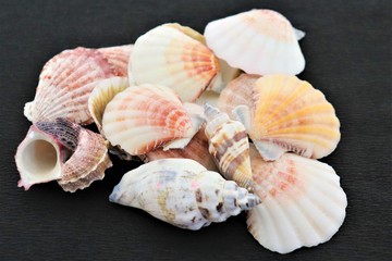 Seashells