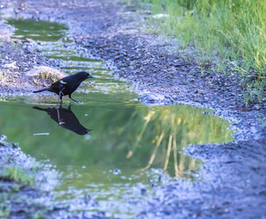 red wing black bird in a puddle with reflection 