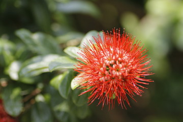 flower, nature, plant, green, red, garden,thistle, spring, flora, summer, flowers, macro, red, blossom, bloom, floral, beautiful, botany, leaves, natural, petals,Xanthostemon chrysanthus,Golden Penda