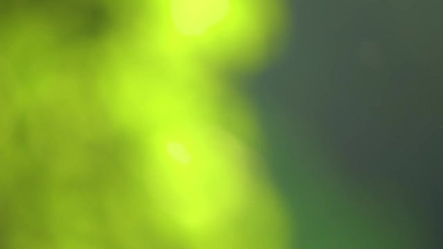 Footage of particles of pollen of trees and flowers flying slowly in air isolated on blurry defocused green trees background. Sunny sunset windy spring day. Green nature video background.