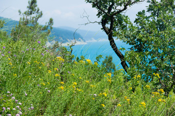 Yellow daisies and spikelets grow high on a rock against the sea on a sunny spring day