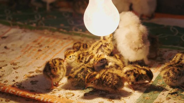 4K Footage, Close up small quail birds with electric bulbs for warmth in winter in the farm.