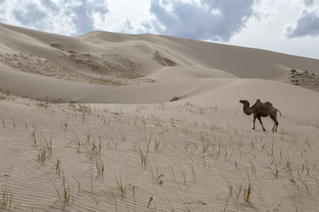 Camels Camelus bactrianus Sand Dunes on Horizon