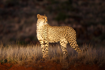 cheetah in the spotlight in Tiger Canyons Game Reserve in South Africa
