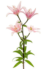 Flower of light pink lily, isolated on white background