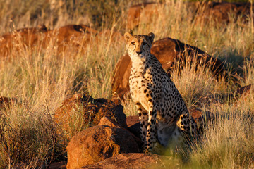 cheetah in the last light in Tiger Canyons Game Reserve in South Africa