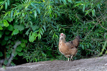 Healthy Chicken walking outdoors : birds in Free Range Poultry Farm with green background