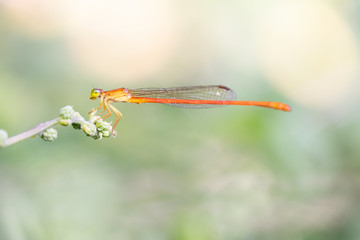 libellule agrion orange