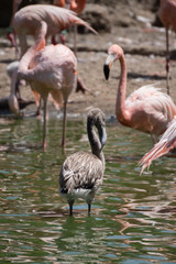Joven flamenco caribeño gris en un lago