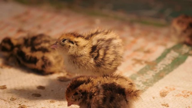 4K Footage shot, Close up cute of small quails in the farm.