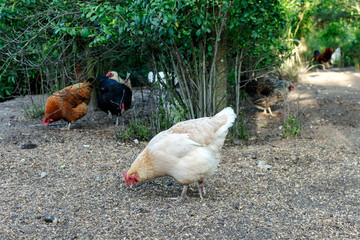 Healthy Chicken walking outdoors : birds in Free Range Poultry Farm with green background