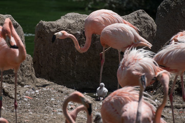 Grupo de flamencos rosas criando a sus pollos
