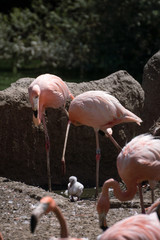 Grupo de flamencos rosas criando a sus pollos