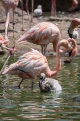 Grupo de flamencos rosas criando a sus pollos