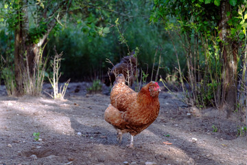 Healthy Chicken walking outdoors : birds in Free Range Poultry Farm with green background