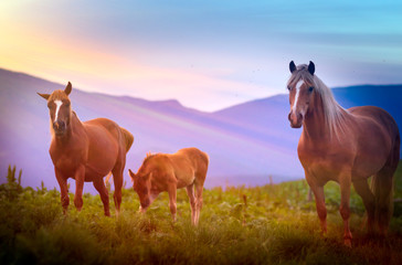 horse on a field in the mountains