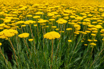 Yellow Flowers of Yarrow Achillea filipendulina 