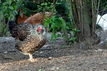 Healthy Chicken walking outdoors : birds in Free Range Poultry Farm with green background