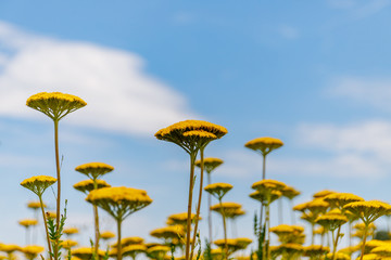 Yellow Flowers of Yarrow Achillea filipendulina 