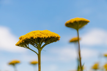 Yellow Flowers of Yarrow Achillea filipendulina 