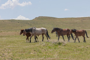Naklejka na ściany i meble Beautiful Wild Horses In Spring in Utah
