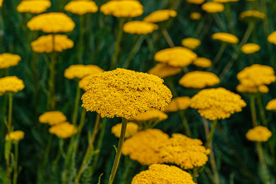 Yellow Flowers of Yarrow Achillea filipendulina "Gold Plate" in agricultural field. Fern Leaf Yarrow yellow blossoms, close up