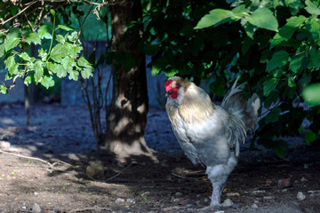 Healthy Chicken walking outdoors : birds in Free Range Poultry Farm with green background