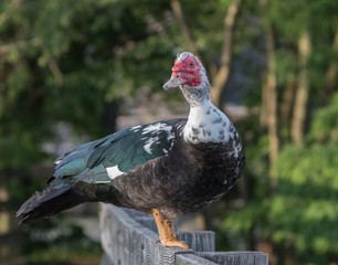 Muscovy duck on a wooden rail 