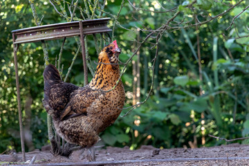 Healthy Chicken walking outdoors : birds in Free Range Poultry Farm with green background