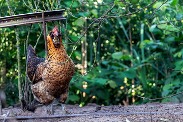Organic poultry farming : healthy chicken walking outdoors looking for food