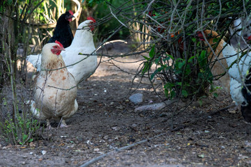 Organic poultry farming : healthy chicken walking outdoors looking for food