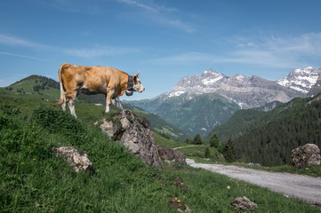 Fototapeta na wymiar a cow in the mountains of switzerland