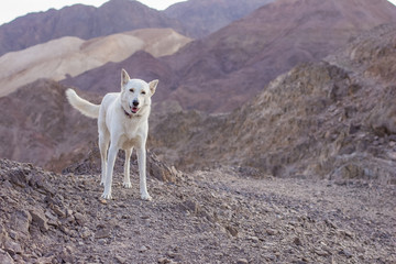 adorable funny smiling white dog portrait in wilderness dry highland mountains natural scenic environment in walking time