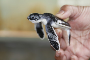 Turtle
